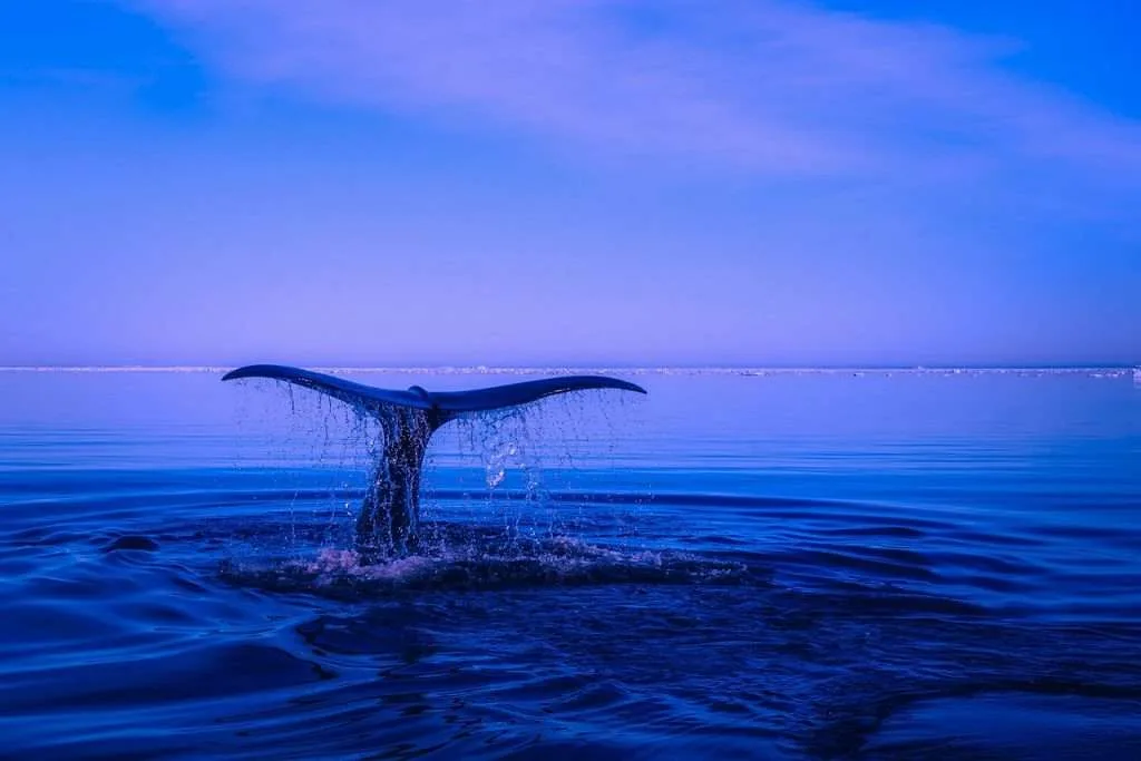 Sea Humpback Whale Tail 2052650 1024x683 sea, humpback whale, blue economy of bangladesh challenges opportunity